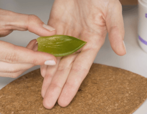 A person holds a piece of fresh aloe vera leaf and gently rubs it on the palm of their hand, likely applying the gel