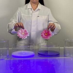 A person in a white lab coat conducts a demonstration by holding two pink flowers over transparent containers. One